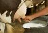 चिंता की बात : रामपुर में दूध की कमी से बच्चे हो रहे कुपोषण का शिकार 